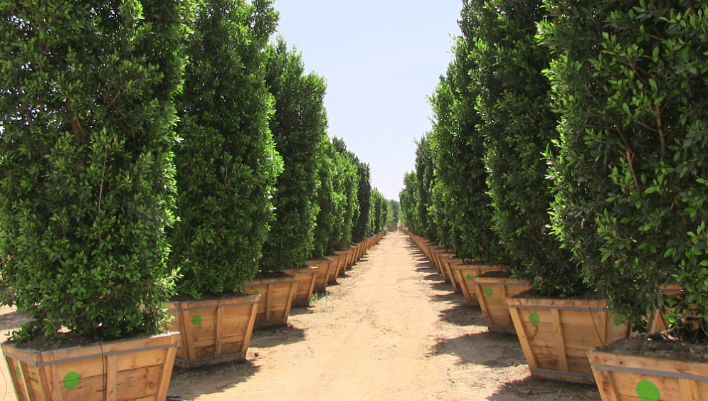 Pictures for Big Tex Trees Nurseries in Houston, TX 77079 Gardening